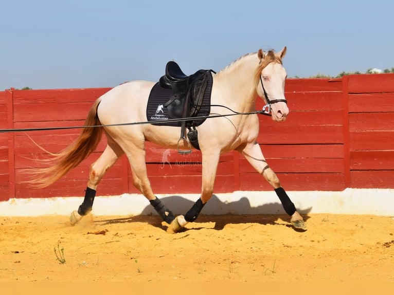 Andalusier Hengst 3 Jahre 155 cm Perlino in Provinz Cordoba