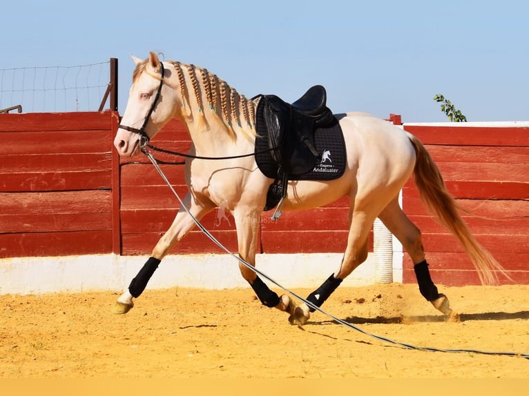 Andalusier Hengst 3 Jahre 155 cm Perlino in Provinz Cordoba