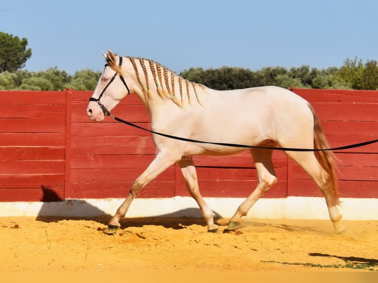 Andalusier Hengst 3 Jahre 155 cm Perlino in Provinz Cordoba