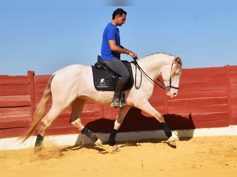 Andalusier Hengst 3 Jahre 155 cm Perlino in Provinz Cordoba