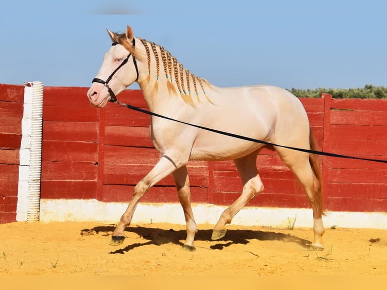 Andalusier Hengst 3 Jahre 155 cm Perlino in Provinz Cordoba