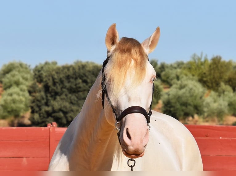 Andalusier Hengst 3 Jahre 155 cm Perlino in Provinz Cordoba