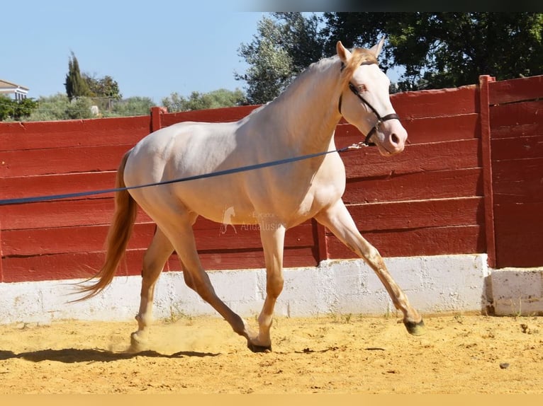 Andalusier Hengst 3 Jahre 155 cm Perlino in Provinz Cordoba