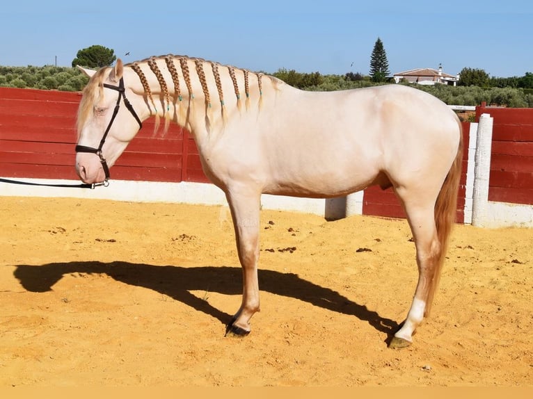 Andalusier Hengst 3 Jahre 155 cm Perlino in Provinz Cordoba