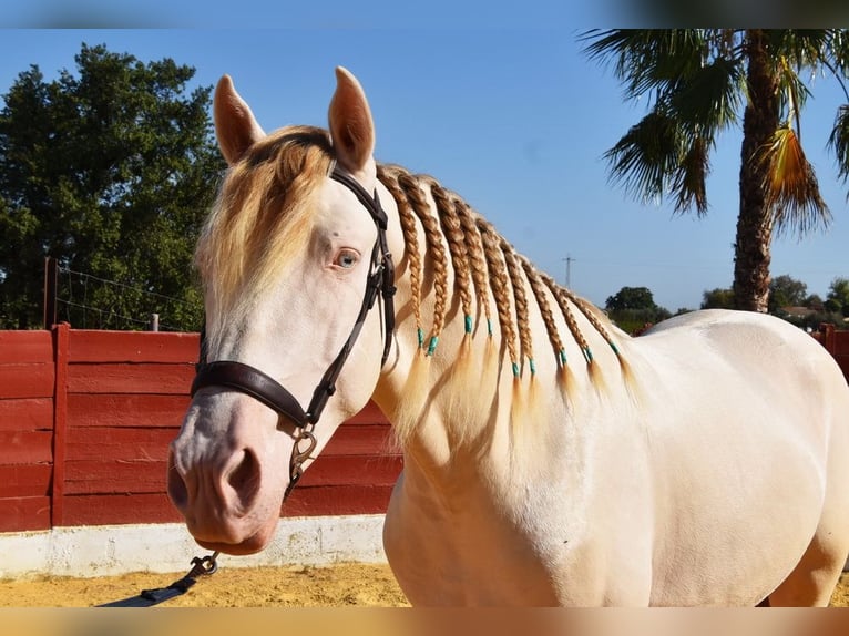 Andalusier Hengst 3 Jahre 155 cm Perlino in Provinz Cordoba
