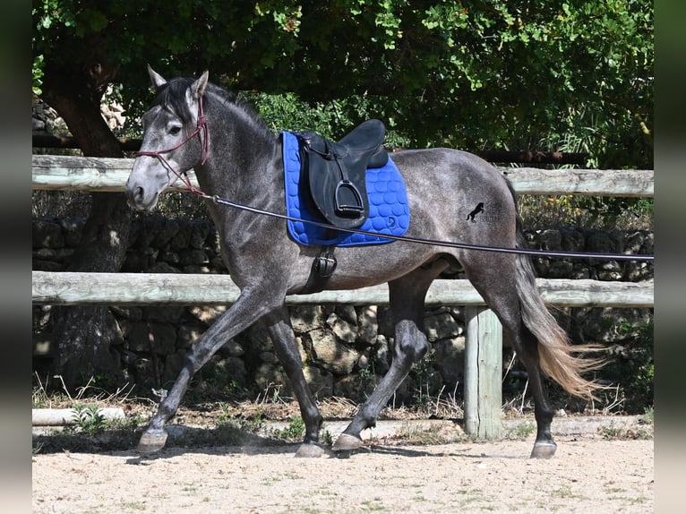 Andalusier Hengst 3 Jahre 155 cm Schimmel in Menorca
