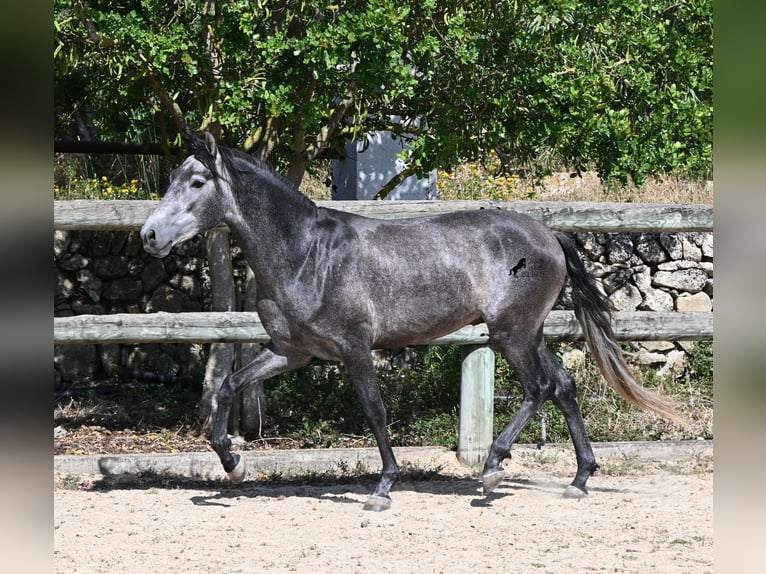 Andalusier Hengst 3 Jahre 155 cm Schimmel in Menorca