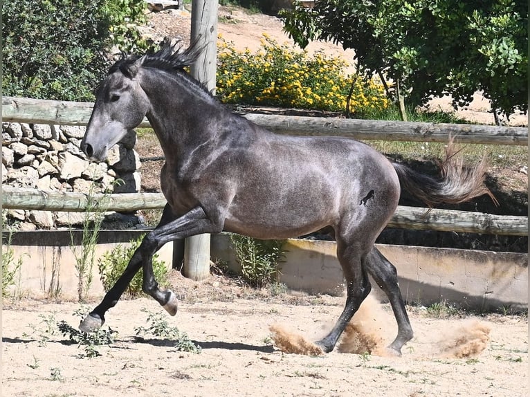 Andalusier Hengst 3 Jahre 155 cm Schimmel in Menorca