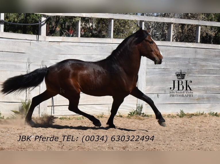 Andalusier Hengst 3 Jahre 156 cm Brauner in Tabernas Almeria