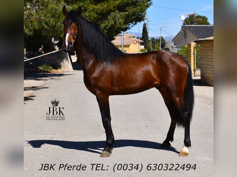 Andalusier Hengst 3 Jahre 156 cm Brauner in Tabernas Almeria