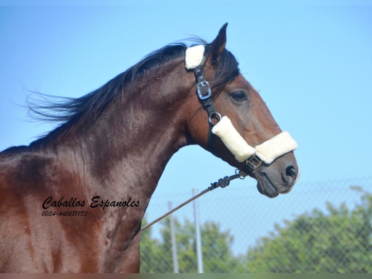 Andalusier Hengst 3 Jahre 156 cm Brauner in Vejer de la Frontera