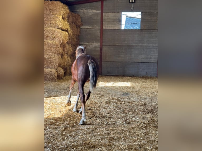 Andalusier Hengst 3 Jahre 156 cm Fuchs in Chiclana