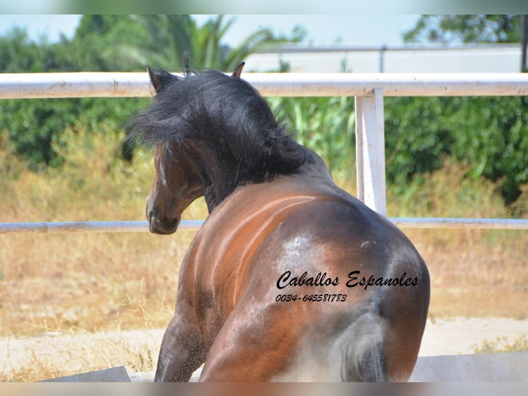 Andalusier Hengst 3 Jahre 156 cm Schwarzbrauner in Vejer de la Frontera