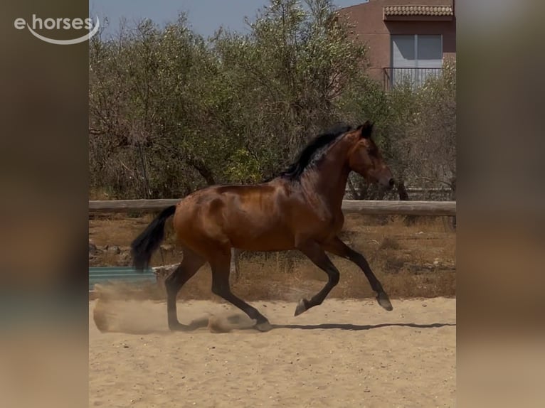 Andalusier Hengst 3 Jahre 157 cm Dunkelbrauner in Vejer de la Frontera