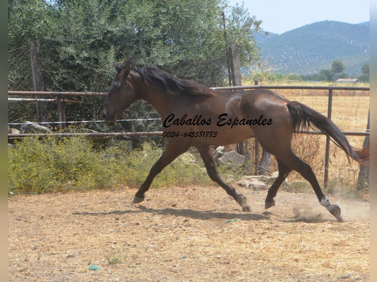 Andalusier Hengst 3 Jahre 157 cm Schwarzbrauner in vejer de la frontera
