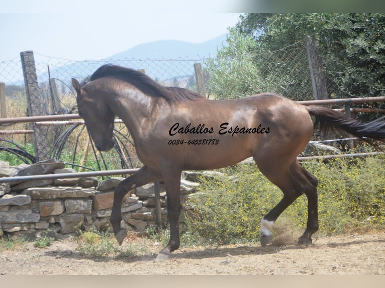 Andalusier Hengst 3 Jahre 157 cm Schwarzbrauner in vejer de la frontera