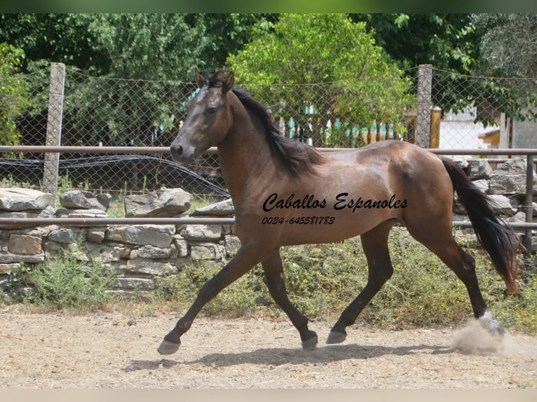Andalusier Hengst 3 Jahre 157 cm Schwarzbrauner in vejer de la frontera