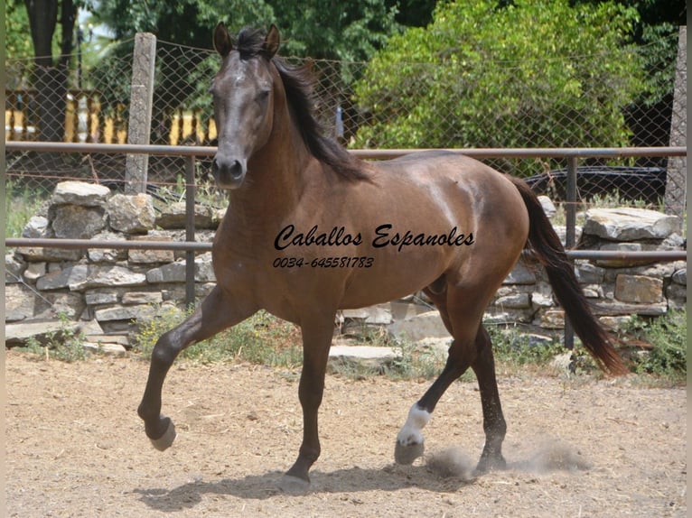 Andalusier Hengst 3 Jahre 157 cm Schwarzbrauner in vejer de la frontera