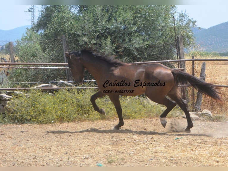 Andalusier Hengst 3 Jahre 157 cm Schwarzbrauner in vejer de la frontera