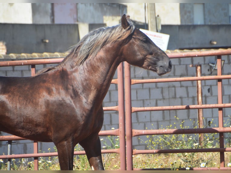 Andalusier Hengst 3 Jahre 158 cm Palomino in Chiclana
