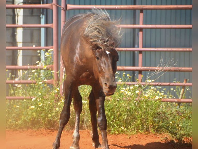 Andalusier Hengst 3 Jahre 158 cm Palomino in Chiclana