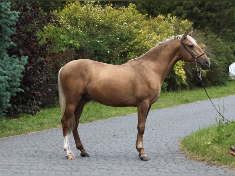 Andalusier Mix Hengst 3 Jahre 158 cm Palomino in Santok