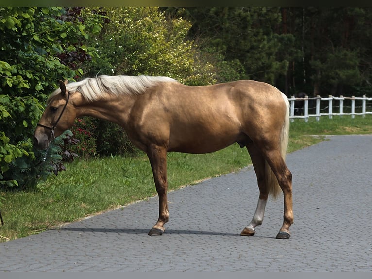 Andalusier Mix Hengst 3 Jahre 158 cm Palomino in Santok