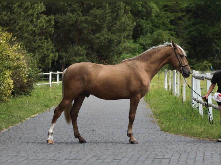 Andalusier Mix Hengst 3 Jahre 158 cm Palomino in Santok