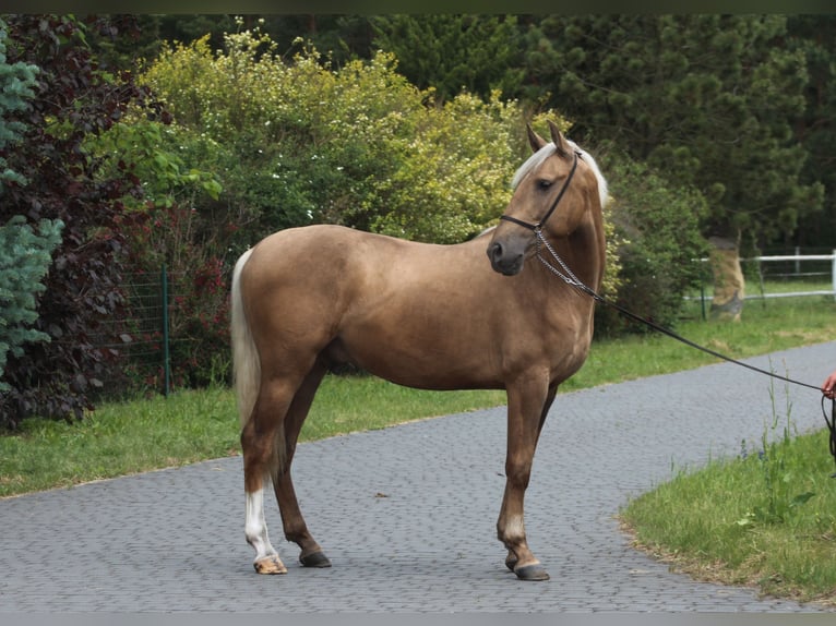 Andalusier Mix Hengst 3 Jahre 158 cm Palomino in Santok