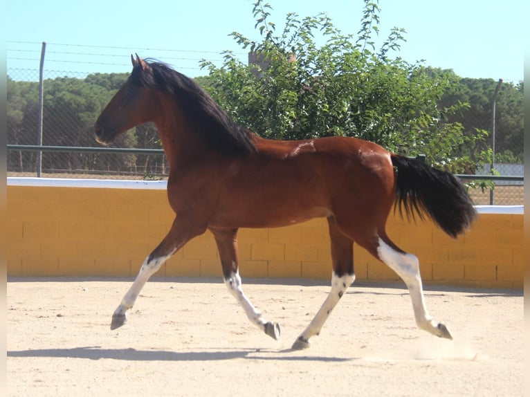 Andalusier Hengst 3 Jahre 158 cm Rotbrauner in Hamburg