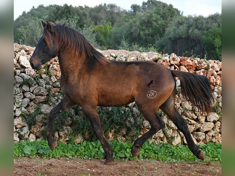 Andalusier Hengst 3 Jahre 159 cm Brauner in Menorca