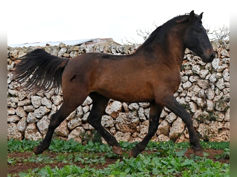 Andalusier Hengst 3 Jahre 159 cm Brauner in Menorca