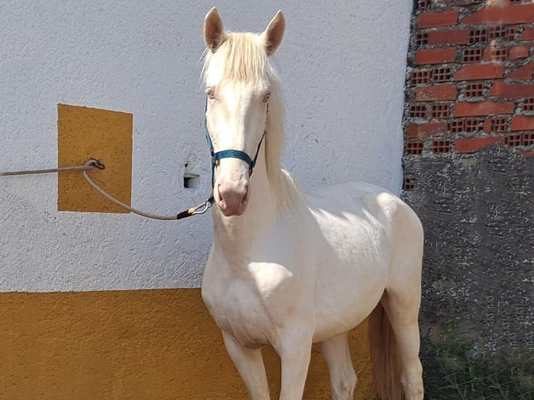 Andalusier Hengst 3 Jahre 159 cm Cremello in Cacéres
