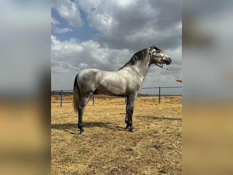 Andalusier Hengst 3 Jahre 160 cm Apfelschimmel in Badajoz