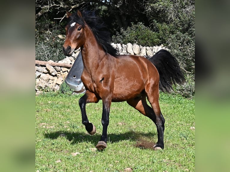 Andalusier Hengst 3 Jahre 160 cm Brauner in Menorca