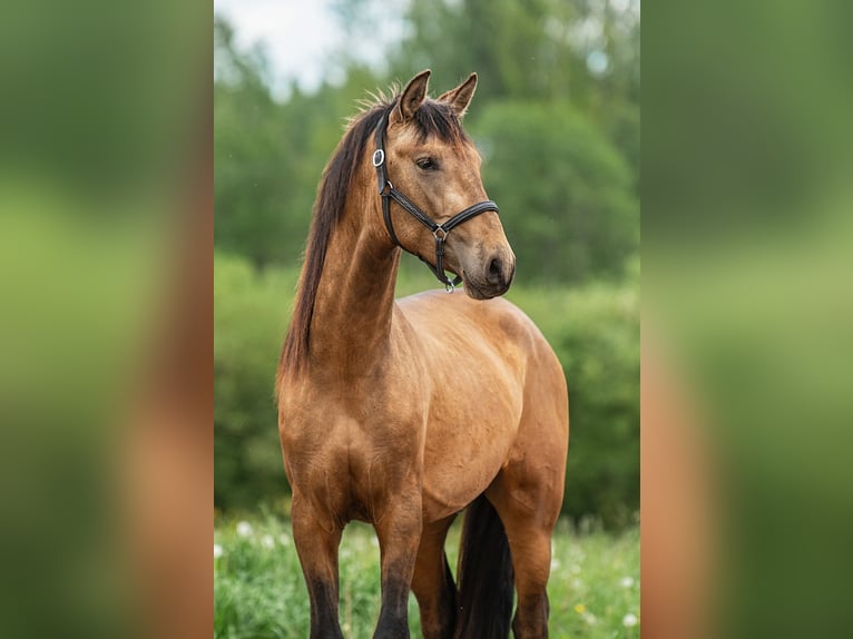 Andalusier Hengst 3 Jahre 160 cm Buckskin in Augšdaugavas nov.