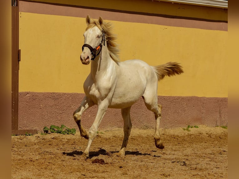 Andalusier Hengst 3 Jahre 160 cm Cremello in Caceres