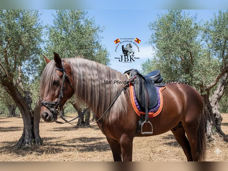 Andalusier Hengst 3 Jahre 160 cm Palomino in Tabernas Almeria