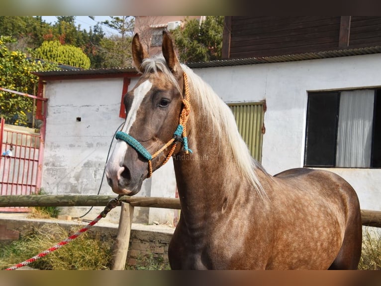 Andalusier Hengst 3 Jahre 160 cm Palomino in Provinz Malaga