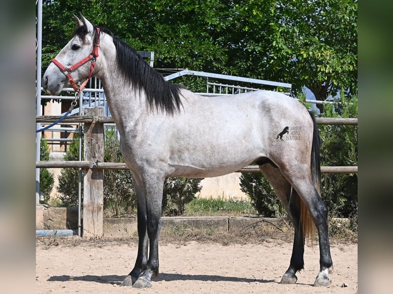 Andalusier Hengst 3 Jahre 160 cm Schimmel in Mallorca