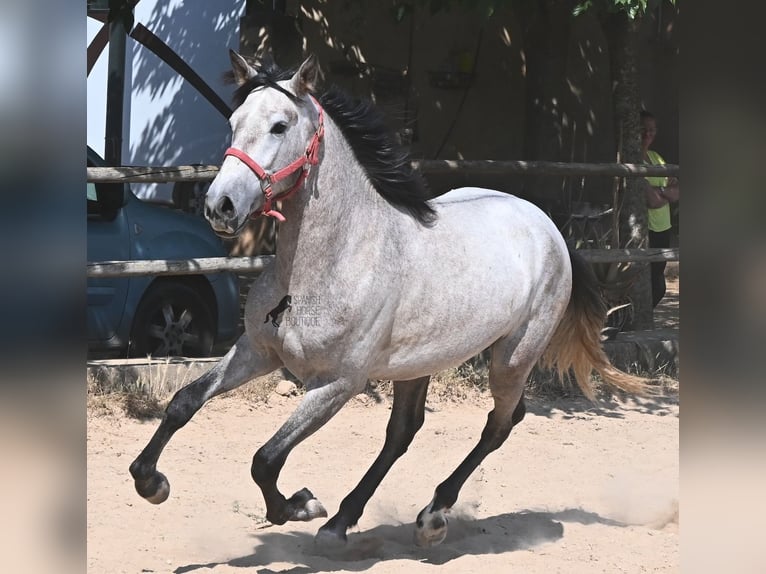 Andalusier Hengst 3 Jahre 160 cm Schimmel in Mallorca