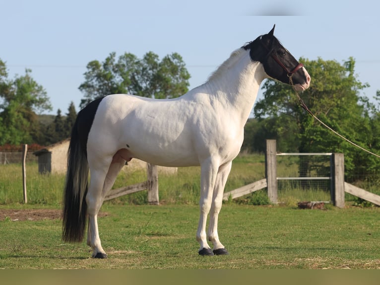 Andalusier Hengst 3 Jahre 160 cm Tobiano-alle-Farben in Cornillon-Confoux