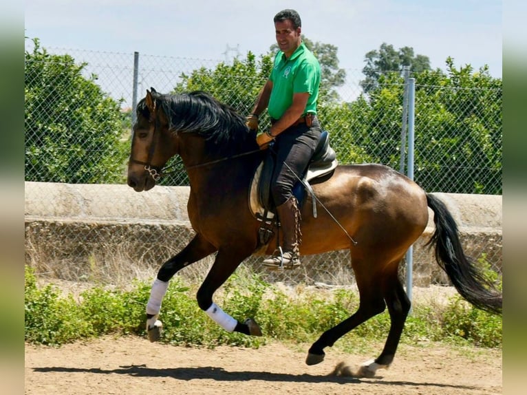 Andalusier Hengst 3 Jahre 161 cm Falbe in Adelschlag