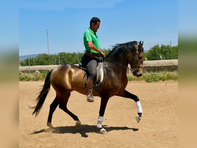 Andalusier Hengst 3 Jahre 161 cm Falbe in Adelschlag