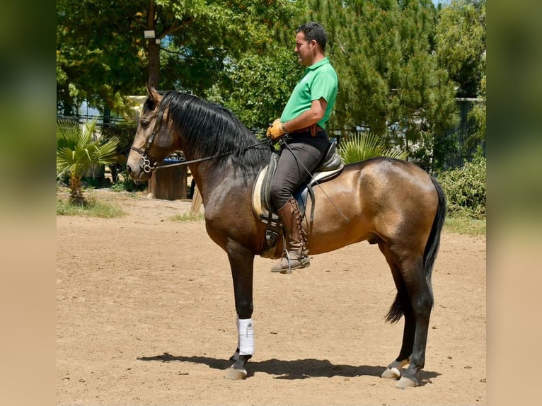 Andalusier Hengst 3 Jahre 161 cm Falbe in Adelschlag