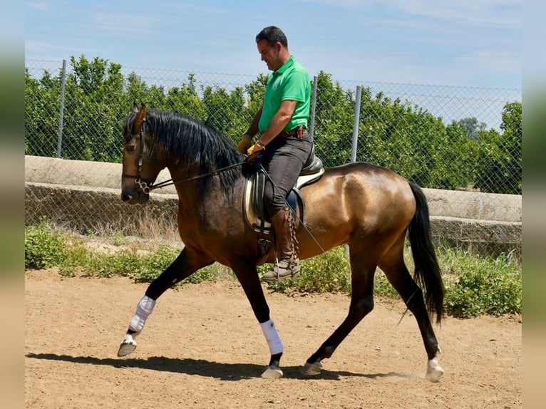 Andalusier Hengst 3 Jahre 161 cm Falbe in Adelschlag