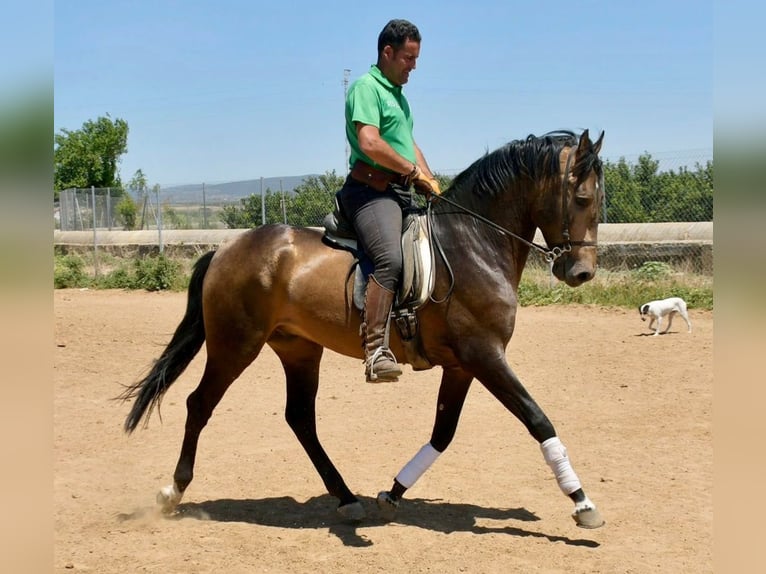 Andalusier Hengst 3 Jahre 161 cm Falbe in Adelschlag