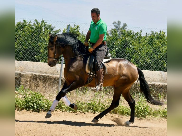 Andalusier Hengst 3 Jahre 161 cm Falbe in Adelschlag