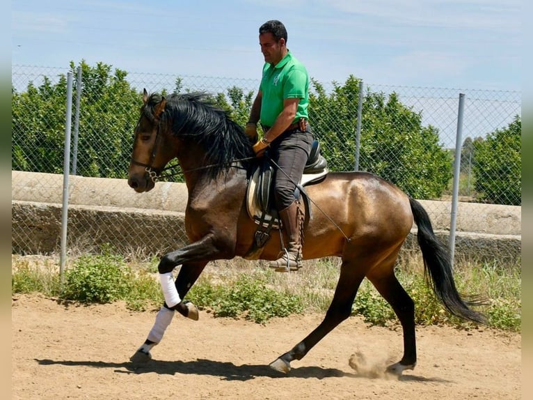 Andalusier Hengst 3 Jahre 161 cm Falbe in Adelschlag