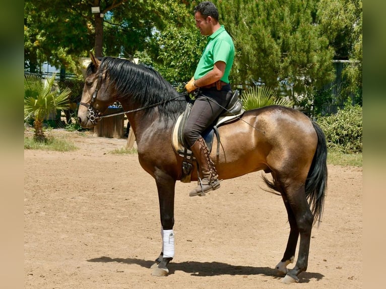 Andalusier Hengst 3 Jahre 161 cm Falbe in Adelschlag